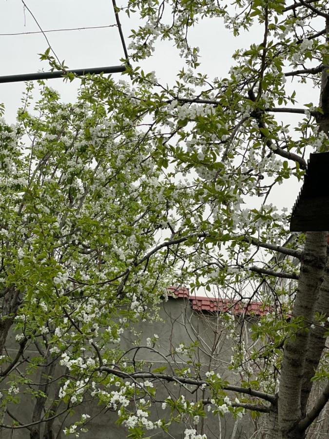 The Nut Guest House Yerevan Bagian luar foto